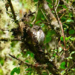 Andean Pygmy Owl (image by Juan Carlos Calvachi)