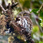 Andean Pygmy Owl (image by Juan Carlos Calvachi)
