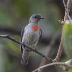 Ashy Flowerpecker (image by Dáni Balla)