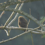 Asian Barred Owlet (image by Mark Beaman)