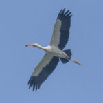 Asian Openbill with pond snail (image by Mark Beaman)