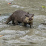 Asian Small-clawed Otter (image by Mark Beaman)