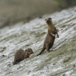 Asian Small-clawed Otters (image by Mark Beaman)