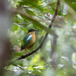 Banda Sea Pitta (image by Dáni Balla)