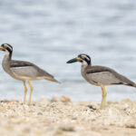 Beach Stone-curlew (image by Dáni Balla)