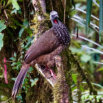 Bearded Guan (image by Juan Carlos Calvachi)