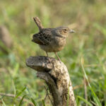 Bengal Bushlark (image by Mark Beaman)