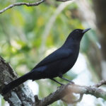 Black Catbird (image by Mark Van Beirs)