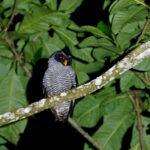 Black-and-white Owl (image by Juan Carlos Calvachi)