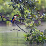 Black-capped Kingfisher (image by Mark Beaman)