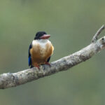 Black-capped Kingfisher (image by Mark Beaman)