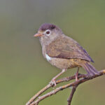 Black-capped Speirops (image by Pete Morris)