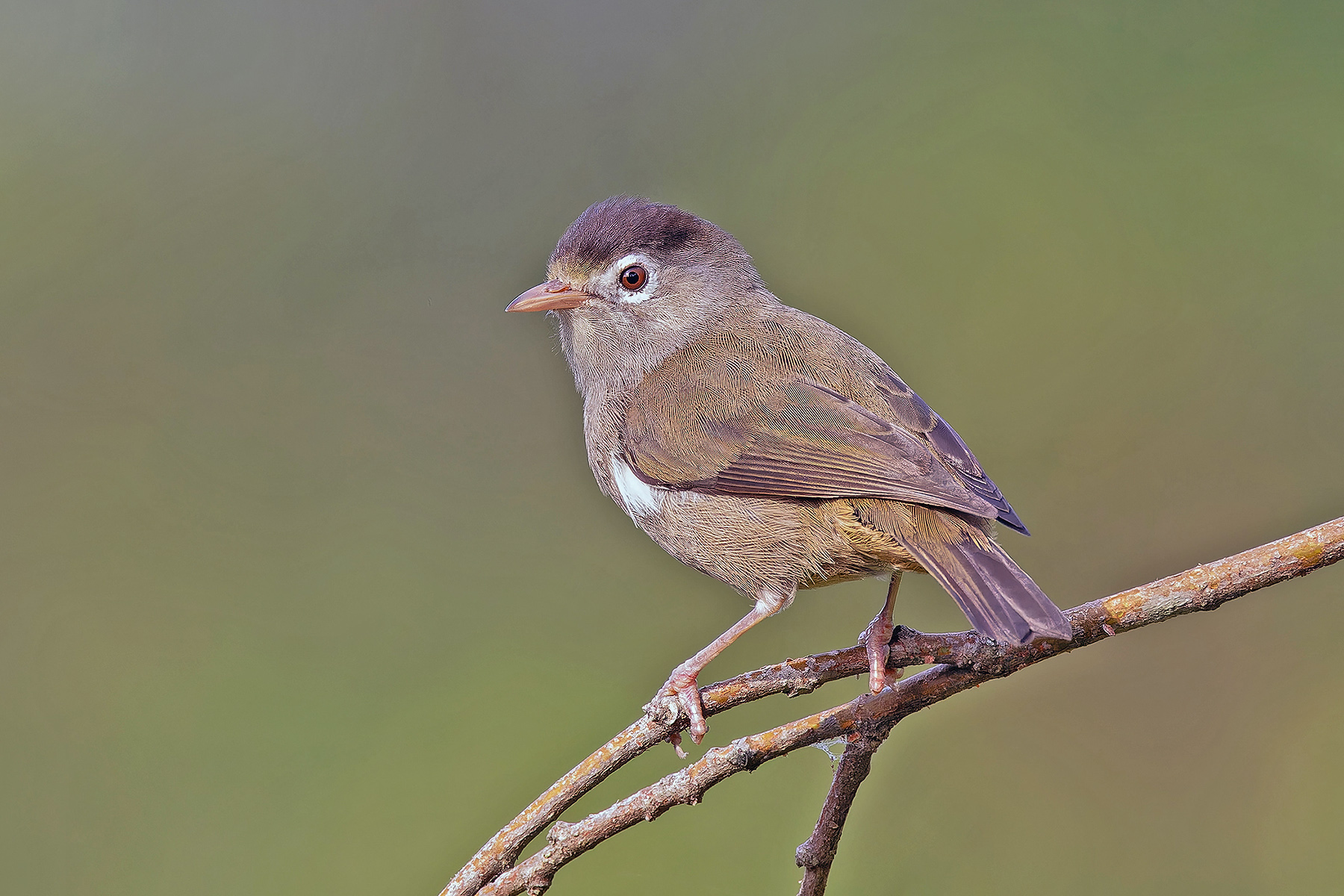 Black-capped Speirops (image by Pete Morris)