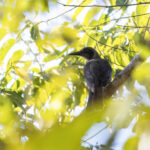 Black-eared Oriole (image by Dáni Balla)