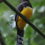 Black-headed Trogon (image by Mark Van Beirs)