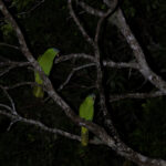 Black-lored Parrot (image by Dáni Balla)