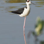 Black-necked Stilt (image by Mark Van Beirs)