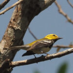 Black-throated Green Warbler (image by Mark Van Beirs)