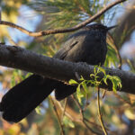 Blue Mockingbird (image by Mark Van Beirs)