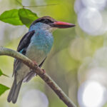 Blue-breasted Kingfisher (image by Pete Morris)