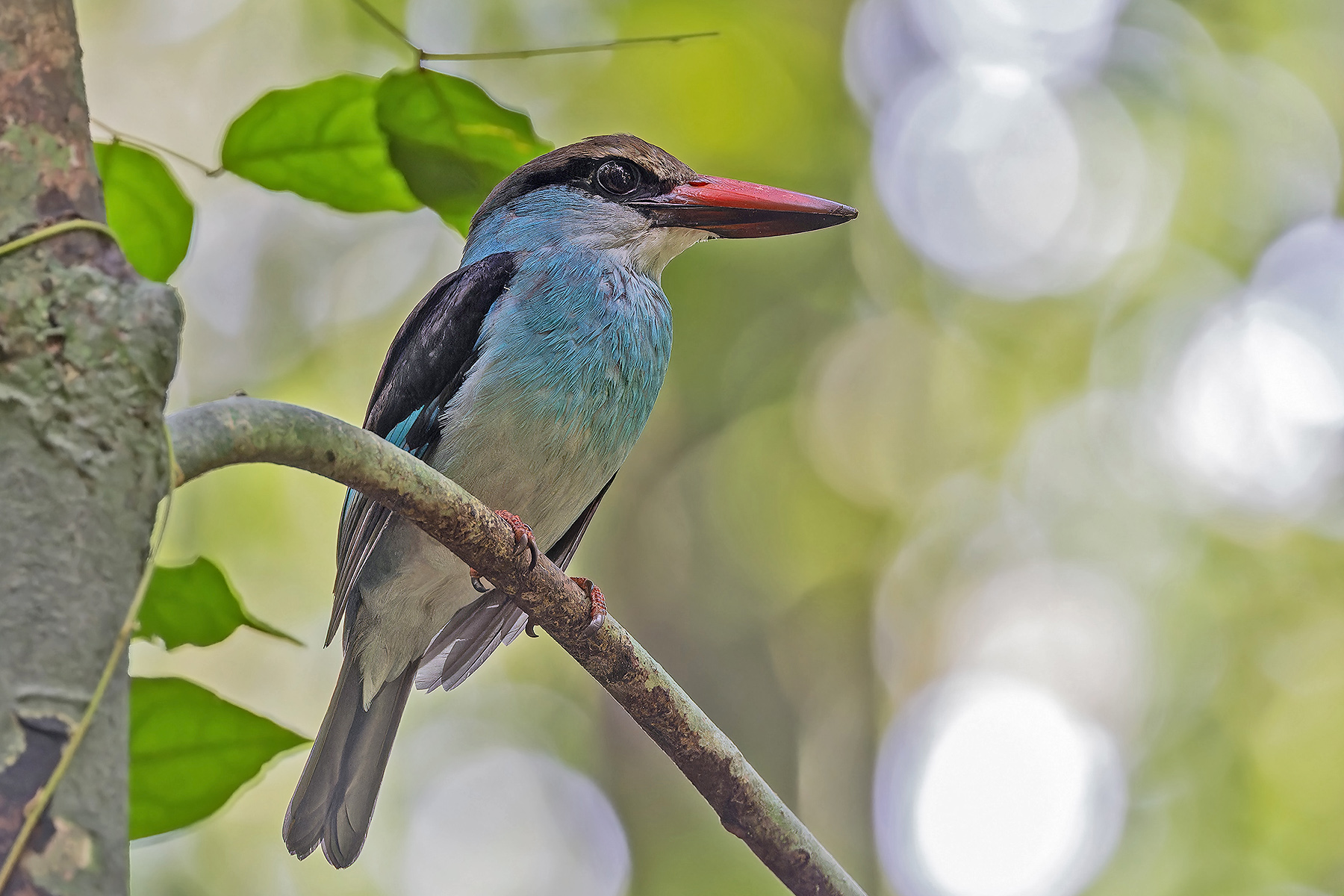 Blue-breasted Kingfisher (image by Pete Morris)