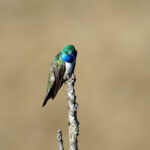 Blue-throated Hillstar (image by Juan Carlos Calvachi)