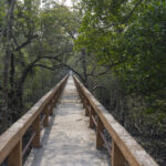 A mangrove boardwalk in the Sundarbans (image by Mark Beaman)