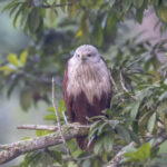 Brahminy Kite (image by Mark Beaman)
