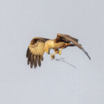 A young Brahminy Kite eating a fish on the wing (image by Mark Beaman)