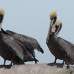 Brown Pelicans (image by Mark Van Beirs)