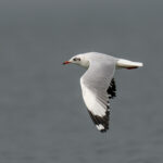 Brown-headed Gull (image by Mark Beaman)