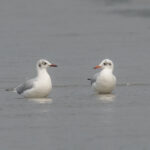Brown-headed Gulls (image by Mark Beaman)