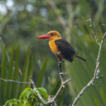 Brown-winged Kingfisher (image by Mark Beaman)