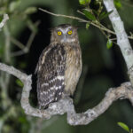 Buffy Fish Owl (image by Mark Beaman)