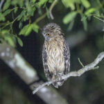 Buffy Fish Owl (image by Mark Beaman)