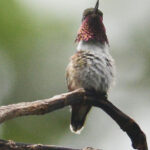 Bumblebee Hummingbird (image by Mark Van Beirs)