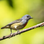 Buru Flowerpecker (image by Dáni Balla)
