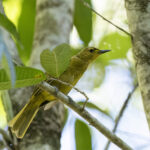 Buru Golden Bulbul (image by Dáni Balla)