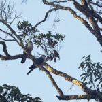 Buru Mountain Pigeon (image by Dáni Balla)