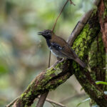 Buru Thrush (image by Dáni Balla)