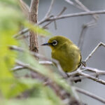 Buru White-eye (image by Dáni Balla)