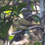 Cachar Bulbul (image by Mark Beaman)