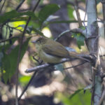 Cachar Bulbul (image by Mark Beaman)