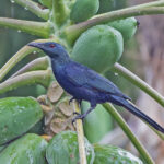 São Tomé form of Chestnut-winged Starling (image by Pete Morris)