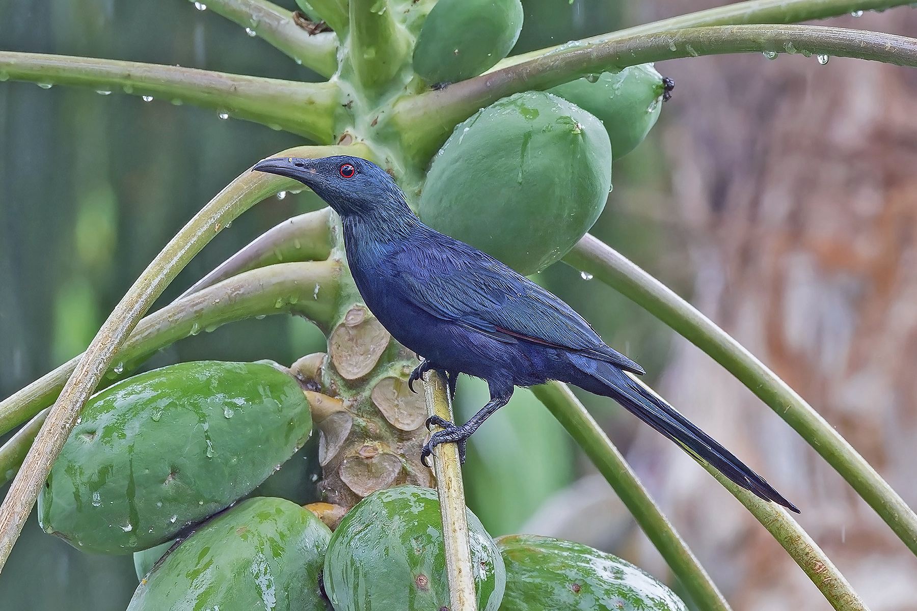 São Tomé form of Chestnut-winged Starling (image by Pete Morris)
