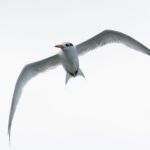 Chinese Crested Tern (image by Dáni Balla)