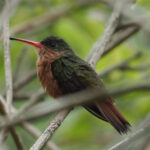Cinnamon Hummingbird (image by Mark Van Beirs)
