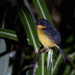 Cinnamon-chested Flycatcher (image by Dáni Balla)