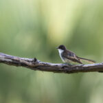 Cinnamon-tailed Fantail (image by Dáni Balla)