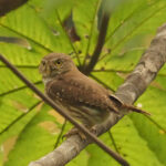 Colima Pygmy Owl (image by Mark Van Beirs)